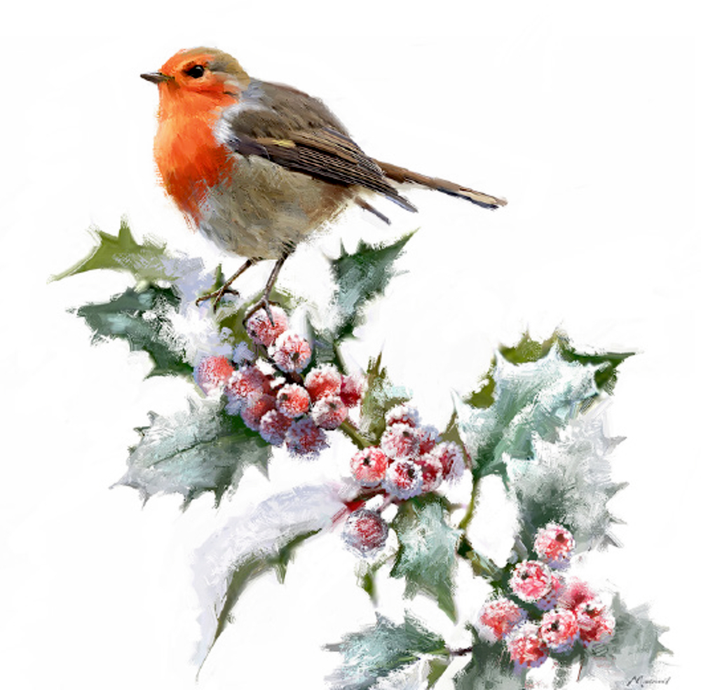 Vor einem weißen Hintergrund sitzt ein Rotkehlchen auf frostigen Stechpalmenblättern und roten Beeren.