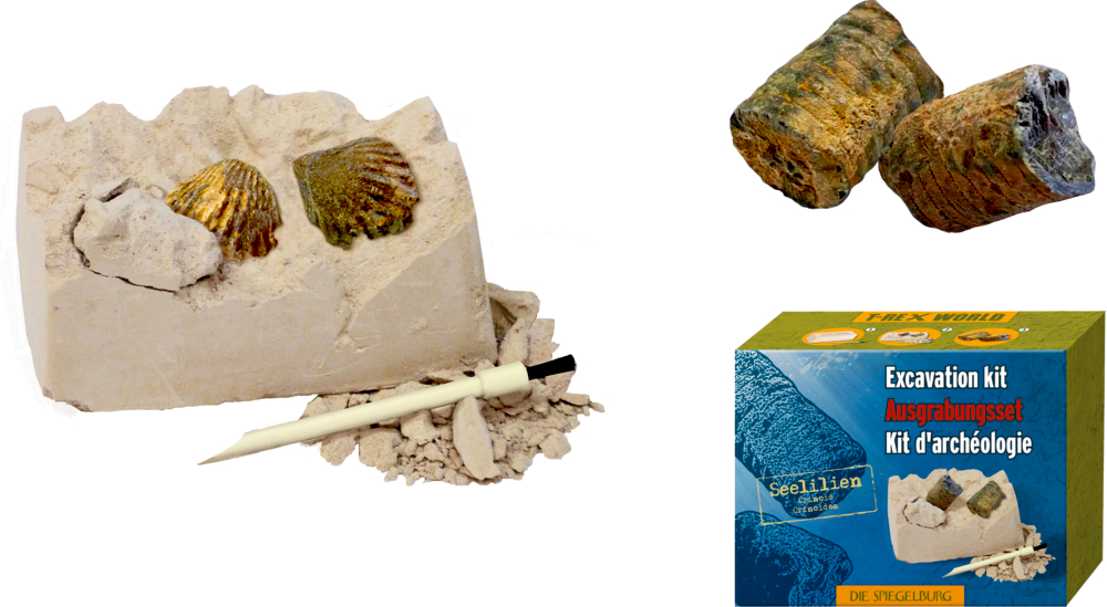 Gipsblock mit fossilen Muscheln, daneben Gipsbrösel und ein Pinsel. Außerdem Darstellung der Produktbox.