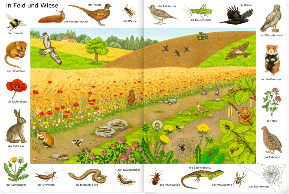 Bunte Wiese mit Tieren, Insekten und Pflanzen, alle  beschriftet, auf einer Doppelseite.