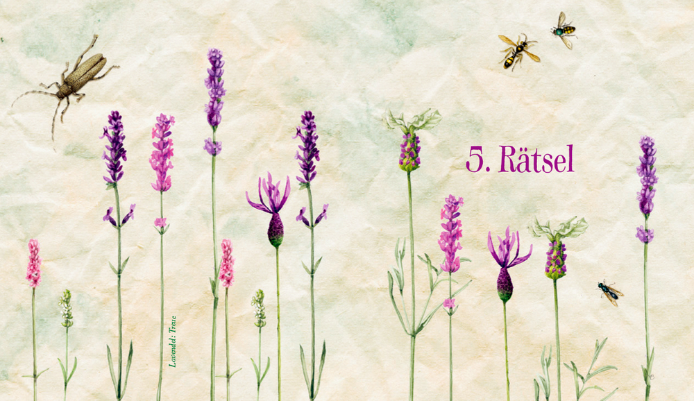 Innenansicht von Lavendelblüten mit Bienen und Insekten auf strukturiertem Hintergrund,auf der Seite steht „5. Rätsel.“.