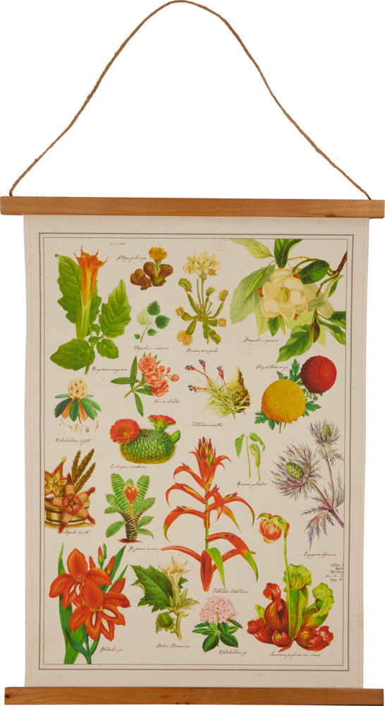 Historische Bildtafel - Illustrierte Pflanzenwelt (ca. 45x60 cm)