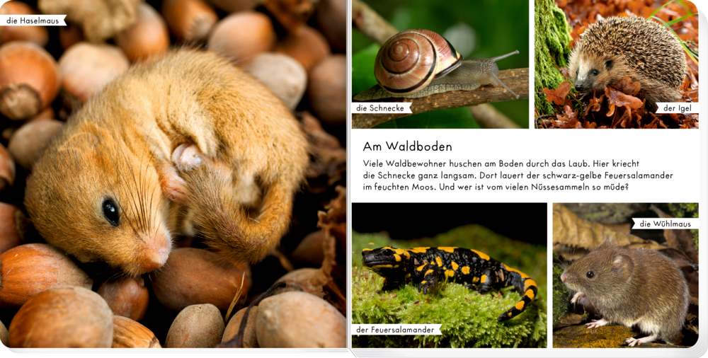 Siebenschläfer mit Nüssen, Schnecke, Igel, Feuersalamander und Wühlmaus in einer Waldbodencollage auf einer Doppelseite mit einem erklärendem Text.