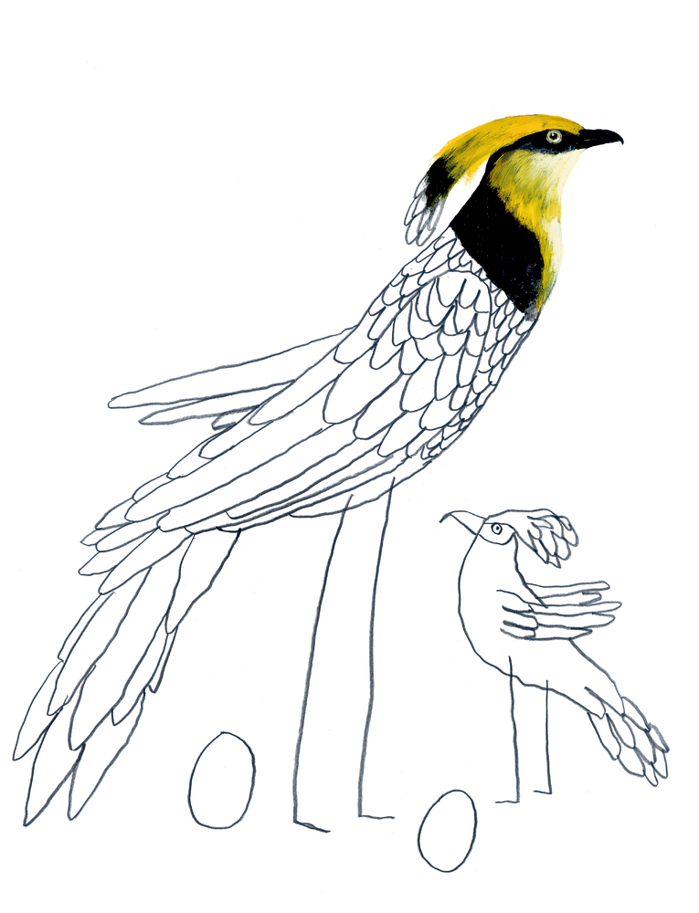 Komische Vögel Komische Vögel