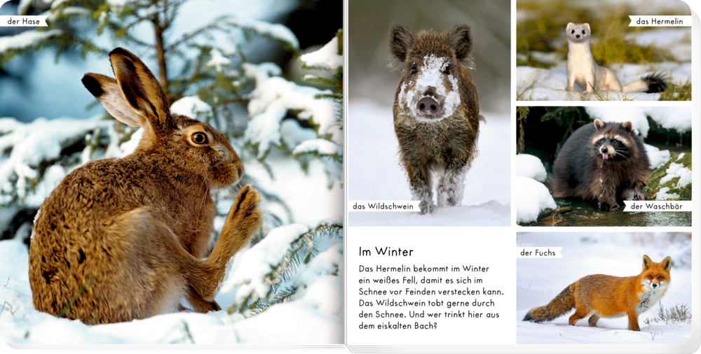 Collage von Wintertieren – Hase, Wildschwein, Hermelin, Marderhund und Fuchs in verschneiter Landschaft, auf einer Doppelseite mit einem erklärendem Text.