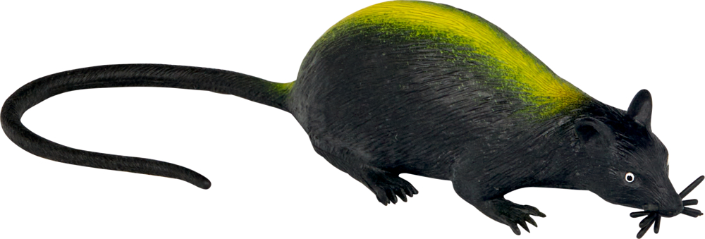Schwarze Ratte mit einem gelben Streifen auf dem Rücken und einem langen Schwanz, nach rechts gerichtet.