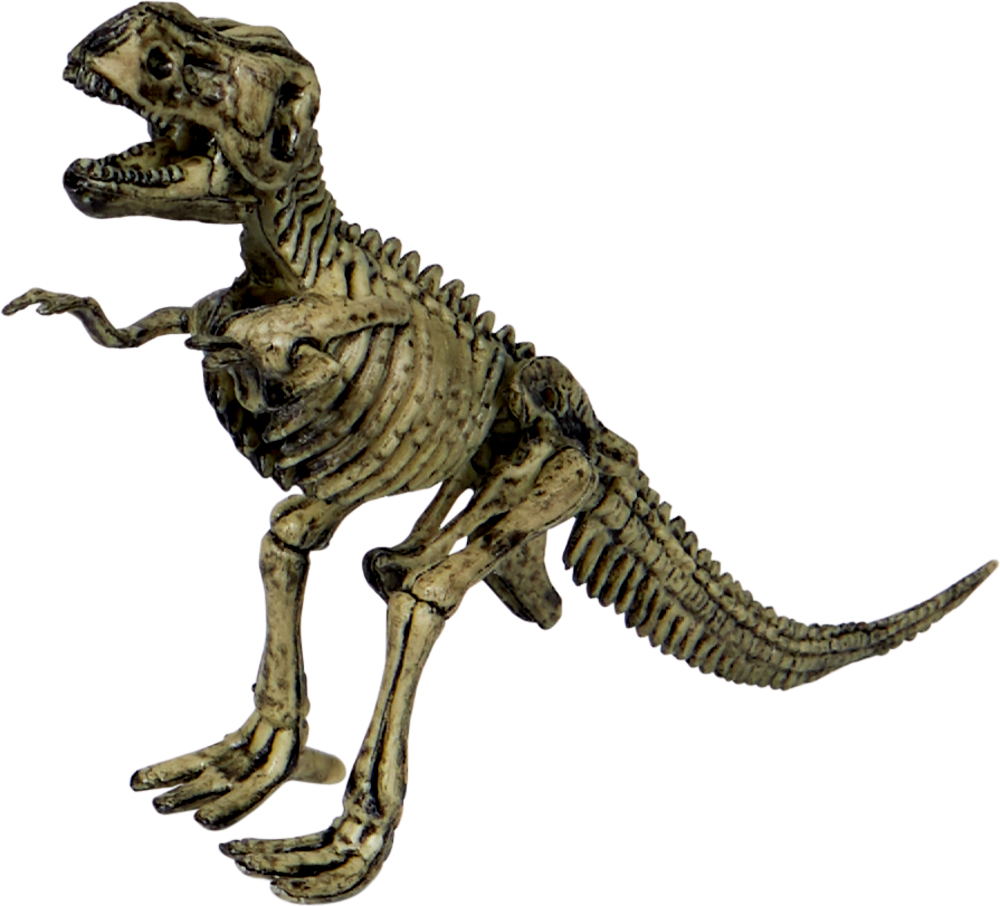Tyrannosaurus Rex-Skelettmodell mit offenem Maul und verlängertem Schwanz.
