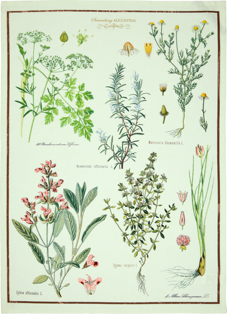 Geschirrtuch "Kräuter" aus Baumwolle (Sammlung Augustina) Historische, botanische Zeichnungen verschiedener Kräuter auf einem hellgrünen Geschirrtuch.